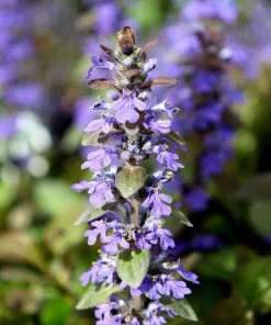 Garden Goods Direct Perennials Ajuga Chocolate Chip