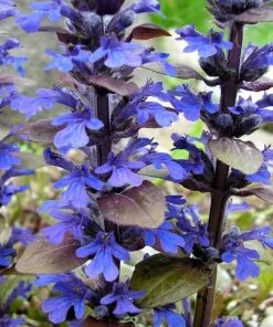 Garden Goods Direct Perennials Ajuga Bronze Beauty