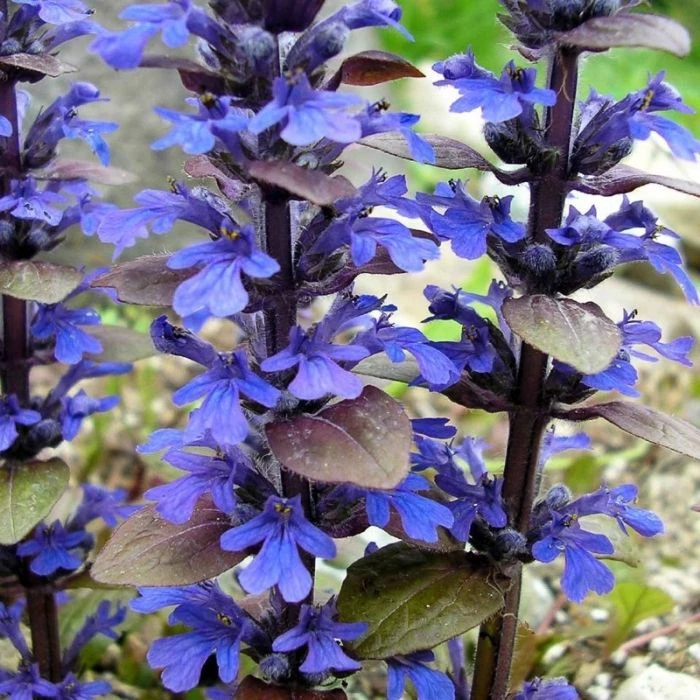 Garden Goods Direct Perennials Ajuga Bronze Beauty 2 Garden Goods Direct Perennials Ajuga Bronze Beauty