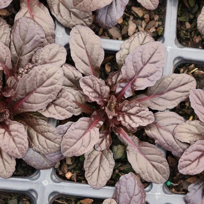 Garden Goods Direct Perennials Ajuga Bronze Beauty 3 Garden Goods Direct Perennials Ajuga Bronze Beauty