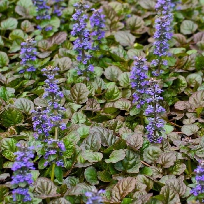 Garden Goods Direct Perennials Ajuga Bronze Beauty 1 Garden Goods Direct Perennials Ajuga Bronze Beauty