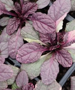 Garden Goods Direct Burgundy Glow Ajuga Perennials