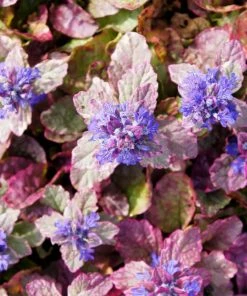 Garden Goods Direct Burgundy Glow Ajuga Perennials