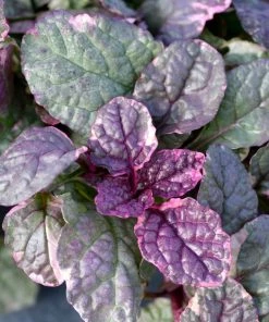 Garden Goods Direct Burgundy Glow Ajuga Perennials