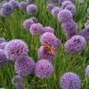 Garden Goods Direct Perennials Allium Summer Beauty