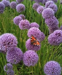 Garden Goods Direct Perennials Allium Summer Beauty