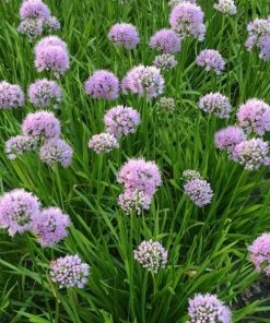 Garden Goods Direct Perennials Allium Summer Beauty