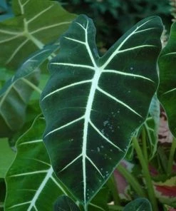 Garden Goods Direct House Plants Alocasia Frydek 5 Garden Goods Direct House Plants Alocasia Frydek