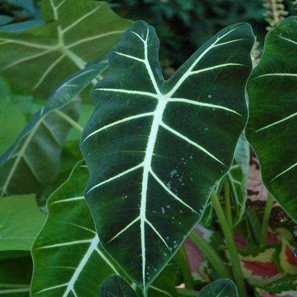 Garden Goods Direct House Plants Alocasia Frydek 3 Garden Goods Direct House Plants Alocasia Frydek
