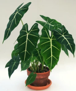 Garden Goods Direct House Plants Alocasia Frydek