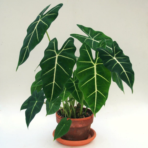 Garden Goods Direct House Plants Alocasia Frydek 2 Garden Goods Direct House Plants Alocasia Frydek