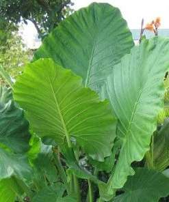 Garden Goods Direct House Plants Elephant Ear Plant 6 Garden Goods Direct House Plants Elephant Ear Plant