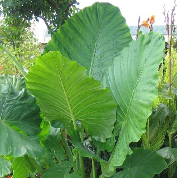 Garden Goods Direct House Plants Elephant Ear Plant 3 Garden Goods Direct House Plants Elephant Ear Plant