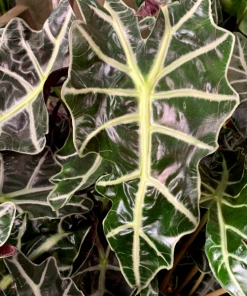 Garden Goods Direct House Plants Alocasia Polly