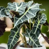 Garden Goods Direct House Plants Alocasia Polly