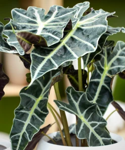 Garden Goods Direct House Plants Alocasia Polly