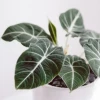 Garden Goods Direct House Plants Alocasia Black Velvet