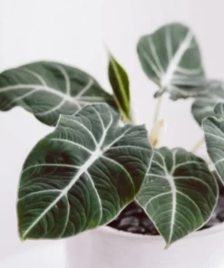 Garden Goods Direct House Plants Alocasia Black Velvet