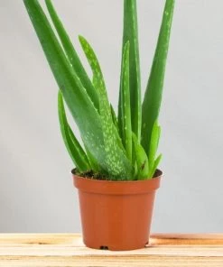 Garden Goods Direct Aloe Vera Plants