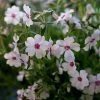 Garden Goods Direct Phlox Subulata Amazing Grace Perennials