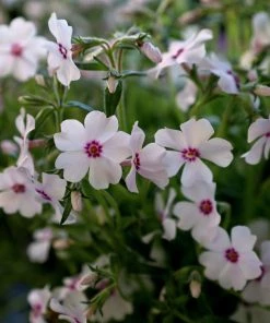 Garden Goods Direct Phlox Subulata Amazing Grace Perennials