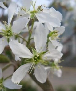 Garden Goods Direct Trees Autumn Brilliance Serviceberry