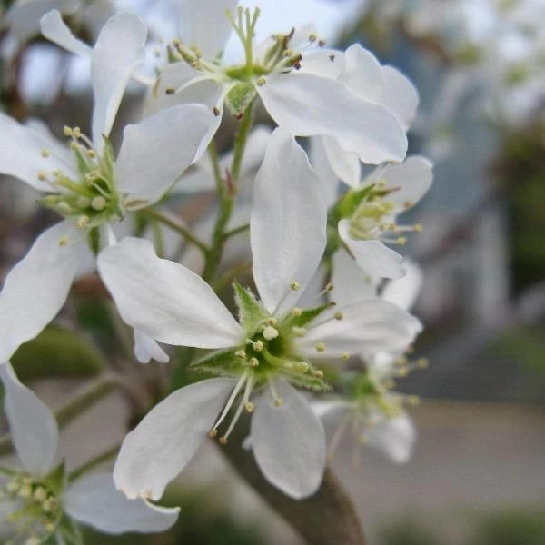 Garden Goods Direct Trees Autumn Brilliance Serviceberry 2 Garden Goods Direct Trees Autumn Brilliance Serviceberry