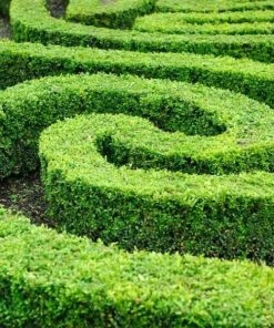 Garden Goods Direct Shrubs American Boxwood