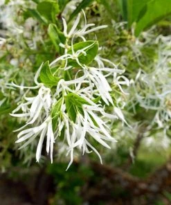 Garden Goods Direct Trees American Fringe Tree