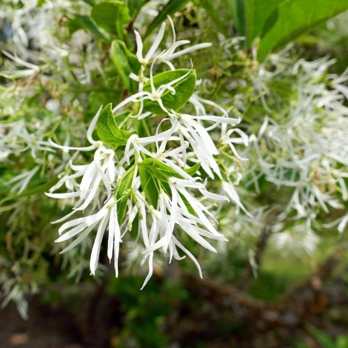 Garden Goods Direct Trees American Fringe Tree 2 Garden Goods Direct Trees American Fringe Tree