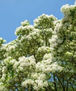 Garden Goods Direct Trees American Fringe Tree 7 Garden Goods Direct Trees American Fringe Tree