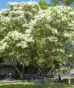Garden Goods Direct Trees American Fringe Tree 6 Garden Goods Direct Trees American Fringe Tree