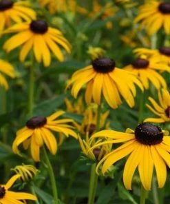 Garden Goods Direct Perennials Rudbeckia American Gold Rush