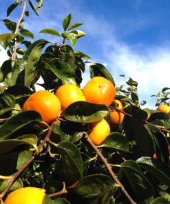 Garden Goods Direct Trees American Persimmon Tree