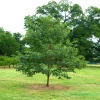 Garden Goods Direct Trees American Persimmon Tree