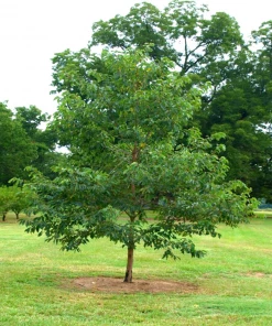 Garden Goods Direct Trees American Persimmon Tree