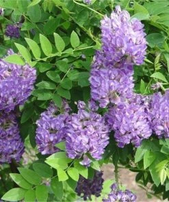 Garden Goods Direct Amethyst Falls Wisteria Vine 6 Garden Goods Direct Amethyst Falls Wisteria Vine