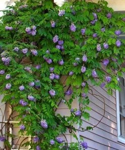 Garden Goods Direct Amethyst Falls Wisteria Vine 7 Garden Goods Direct Amethyst Falls Wisteria Vine
