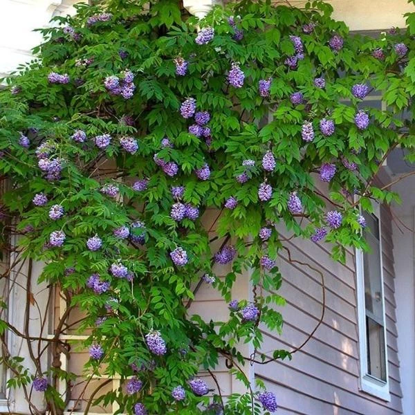 Garden Goods Direct Amethyst Falls Wisteria Vine 4 Garden Goods Direct Amethyst Falls Wisteria Vine