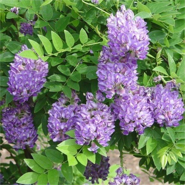 Garden Goods Direct Amethyst Falls Wisteria Vine 3 Garden Goods Direct Amethyst Falls Wisteria Vine
