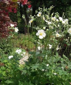 Garden Goods Direct Anemone Honorine Jobert
