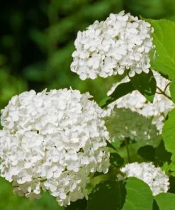 Garden Goods Direct Shrubs Annabelle Hydrangea