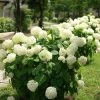 Garden Goods Direct Shrubs Annabelle Hydrangea