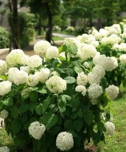 Garden Goods Direct Shrubs Annabelle Hydrangea
