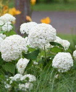 Garden Goods Direct Shrubs Annabelle Hydrangea