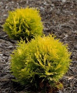 Garden Goods Direct Proven Winners® Color Choice® Anna's Magic Ball® Arborvitae Shrubs