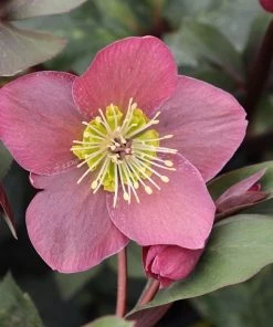 Garden Goods Direct Perennials Helleborus Anna's Red