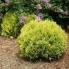 Garden Goods Direct Proven Winners® Color Choice® Anna's Magic Ball® Arborvitae Shrubs