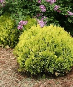 Garden Goods Direct Proven Winners® Color Choice® Anna's Magic Ball® Arborvitae Shrubs