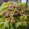 Garden Goods Direct Dolce® 'Apple Twist' Coral Bells
